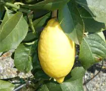 limone lunario - Credits: tradingplant