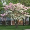 cornus florida