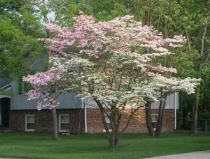 cornus florida