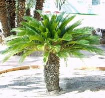 cycas