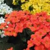 kalanchoe