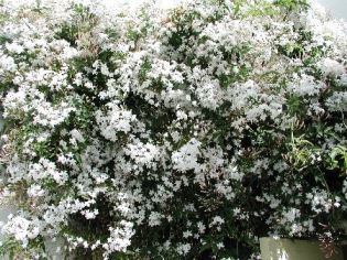 Gelsomino di Spagna (Jasminum grandiflorum)