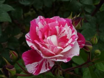 rosa_big_apple Rosa Big Apple
