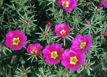 portulaca Consigli per l'acquisto di piante per terrazze e balconi