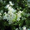 deutzia