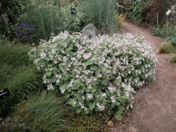 erodium_pelargoniflorum Piante per abbellire con eleganza i bordi di un aiuola