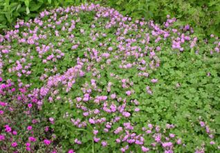 geranium_cantabrigiense Piante per abbellire con eleganza i bordi di un aiuola