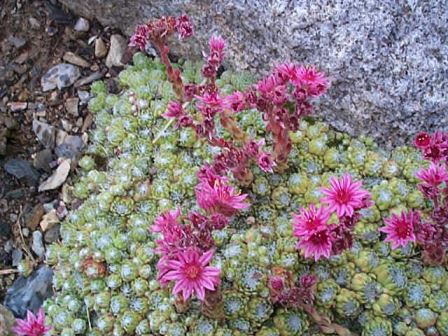 sempervivum Sempervivum, pianta grassa resistente