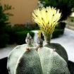 cactus "cappello del vescovo"
