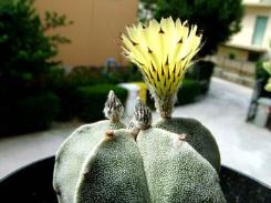 Cactus: il cappello del vescovo