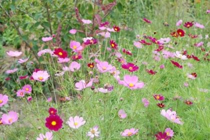 cosmee Cosmea, margherita colorata