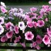 petunia hybrida