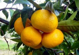 Mandarino Citrus Unshiu, per chi vuole coltivare un agrume insolito
