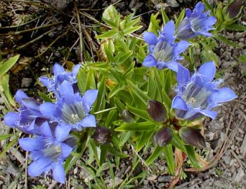 genziana-asiatica Genziana Asiatica