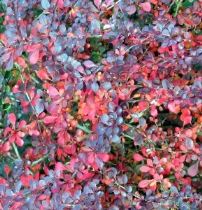 berberis-289x300 Consigli: i colori dell'autunno. Piante per colorare la terrazza in autunno