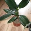 Ficus elastica