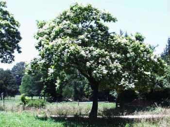 catalpa-bignonioide La catalpa, albero a crescita rapida e fioritura ornamentale