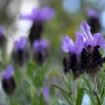 lavanda stecade