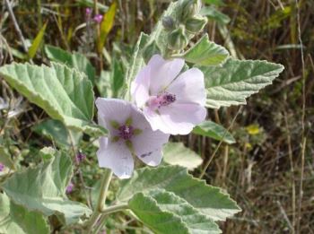 althea Altea, pianta da esterno. Consigli sull'althea officinalis