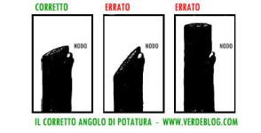 corretto_angolo_potatura Inverno, tempo di potatura. Alcuni consigli su come potare le piante