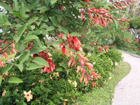 erythrina-crista-galli Ceibo, l'albero corallo. Consigli per erythrina crista galli e corallodendron