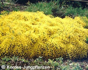 ginestra_spathulata La ginestra, arbusto facile da coltivare in giardini rocciosi