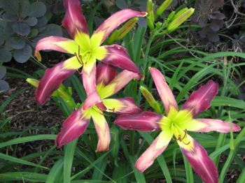 hemerocallis-bali-watercolor Hemerocallis "bali watercolor", sempreverde dai grandi fiori colorati