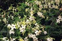 nicotiana_affinis-300x204 Consigli per il tabacco ornamentale