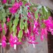 Schlumbergera - Fonte: Panoramio / I.Casati