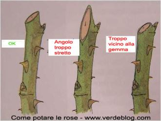 come_tagliare_le_rose Consigli: piante e siepi da potare in inverno, prima dell'arrivo della primavera