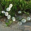 Fiori di convolvolo