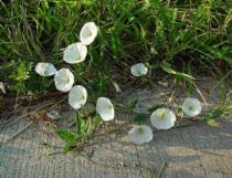 Fiori di convolvolo