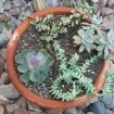 cactus in vaso - fonte: wuntherground