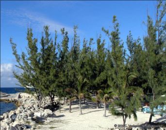 casuarina La casuarina, albero sempreverde per zone di mare