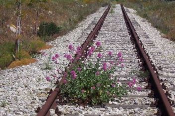 centranthus Centranthus, pianta vivace adatta a terreni difficili