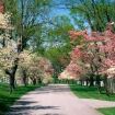viale in fiore