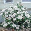 viburnum tinus