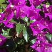 bougainvillea glabra sander