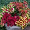 coleus