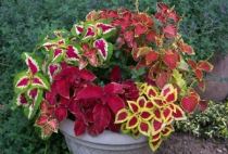 coleus