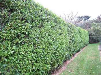 griselinia-littoralis Arbusti adatti per case vicino al mare