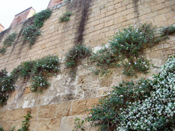 capperi Il cappero (capparis spinosa)