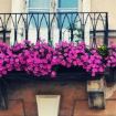 piante da balcone