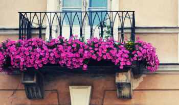 Consigli di maggio per piante di casa, del balcone, cosa piantare