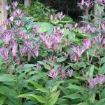 tricyrtis