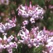 erica ventricosa