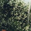 il "falso gelsomino" (Rhyncospermum jasminoides)