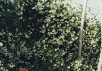 il "falso gelsomino" (Rhyncospermum jasminoides)