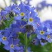 myosotis