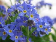 myosotis
